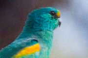 Mulga Parrot (Psephotus varius)